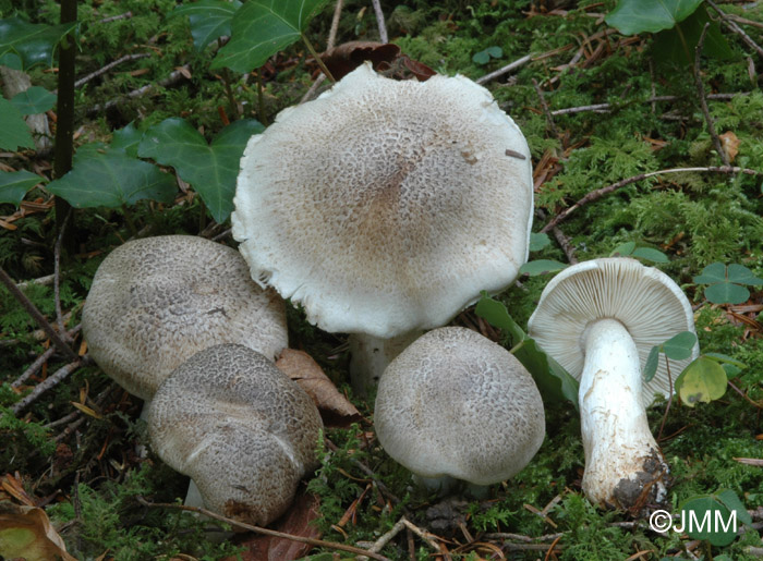 Tricholoma pardinum = Tricholoma tigrinum