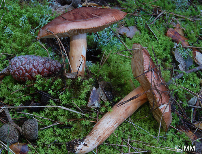 Tricholoma pessundatum