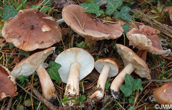 Tricholoma pessundatum