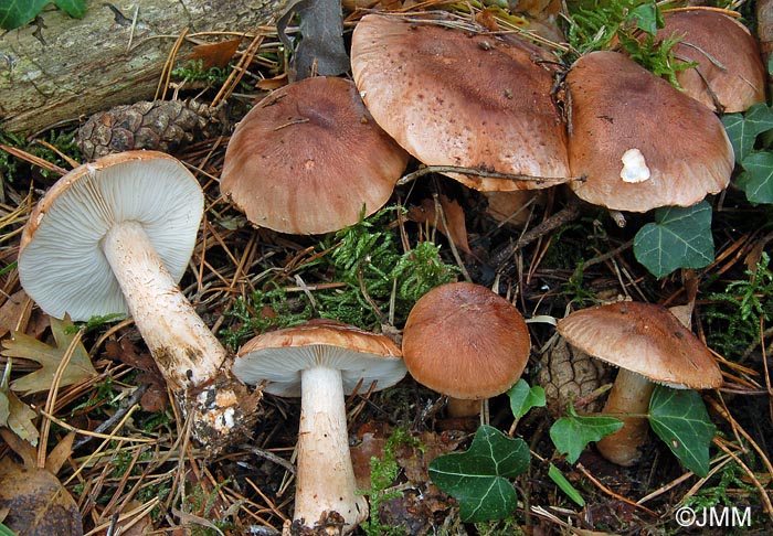 Tricholoma pessundatum