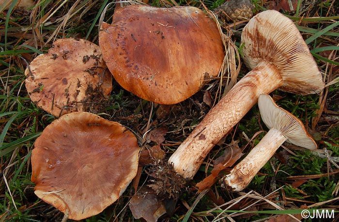 Tricholoma pessundatum