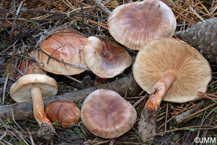 Tricholoma pessundatum