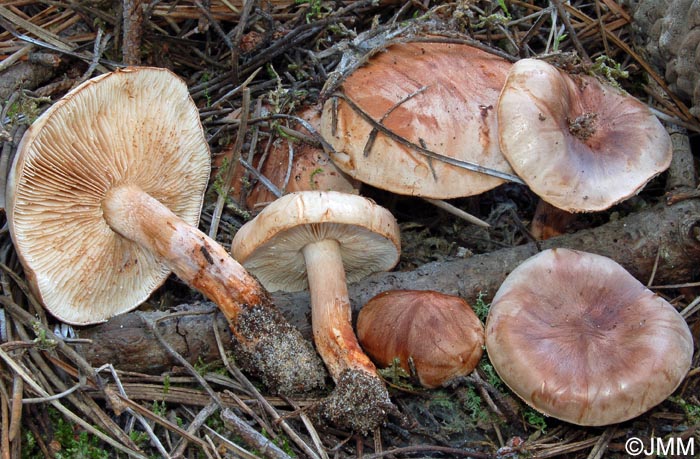 Tricholoma pessundatum