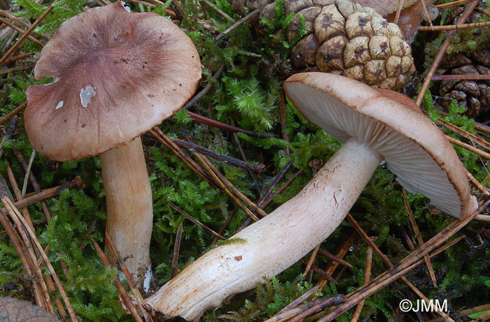 Tricholoma pessundatum