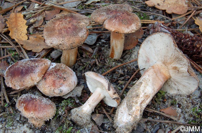 Tricholoma pessundatum