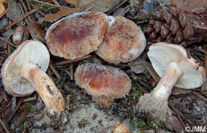 Tricholoma pessundatum