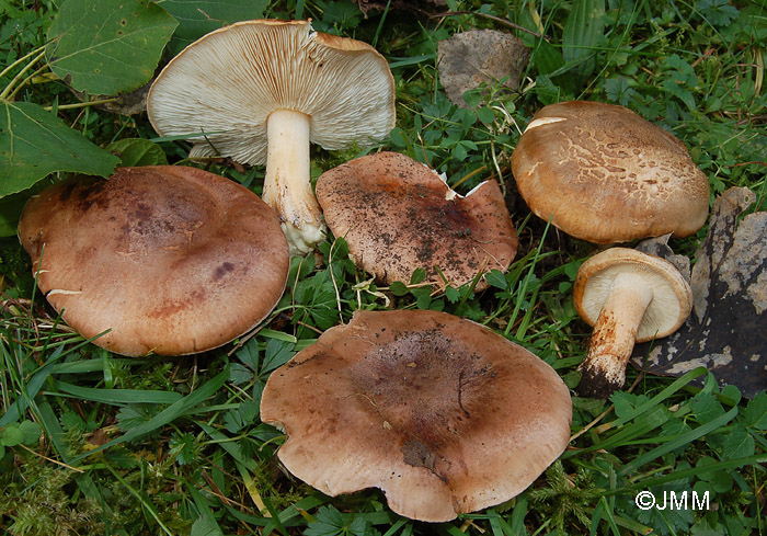 Tricholoma populinum