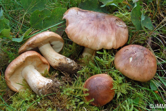 Tricholoma populinum