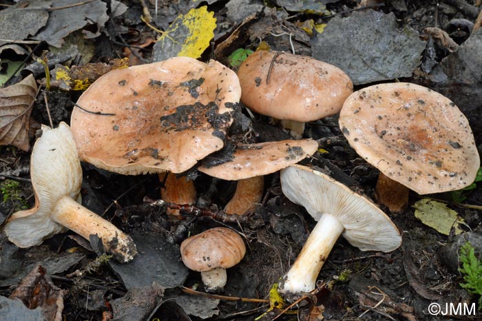 Tricholoma populinum