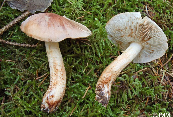 Tricholoma populinum