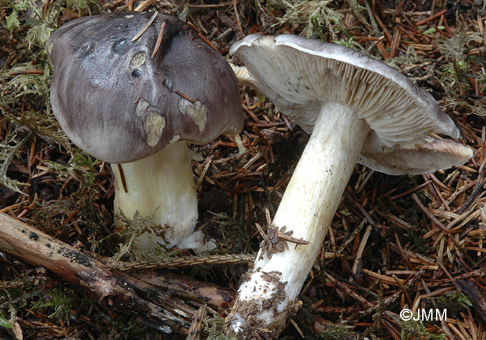 Tricholoma portentosum