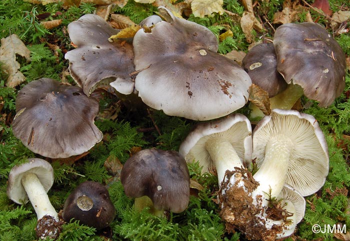 Tricholoma portentosum