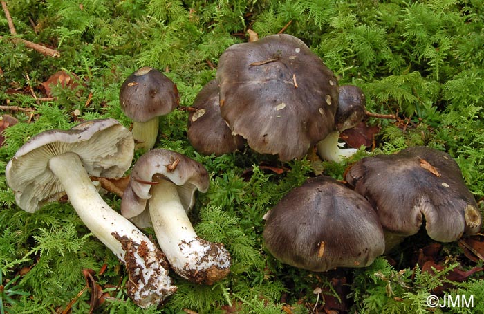 Tricholoma portentosum