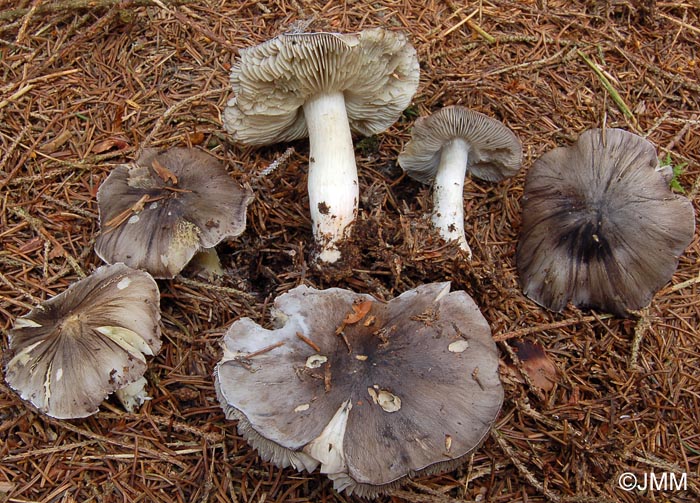 Tricholoma portentosum