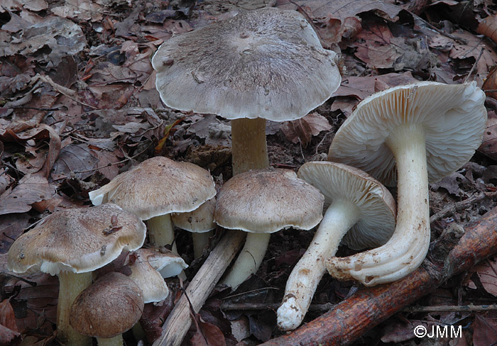 Tricholoma portentosum var. boutevillei