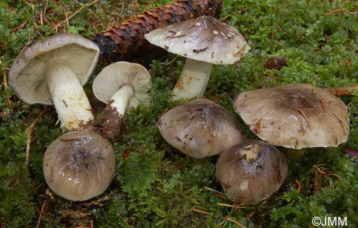 Tricholoma portentosum