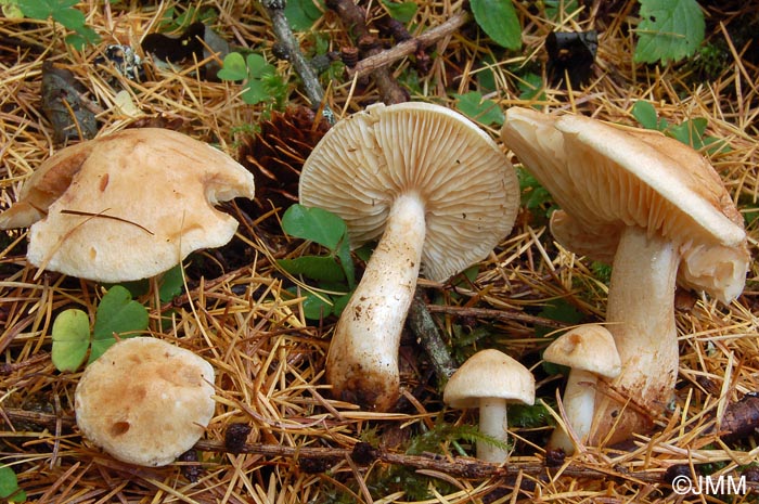 Tricholoma psammopus