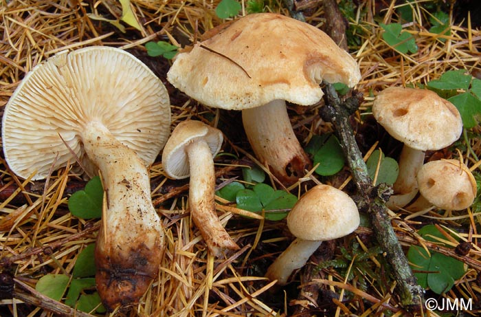 Tricholoma psammopus