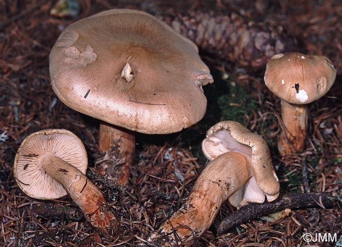 Tricholoma psammopus