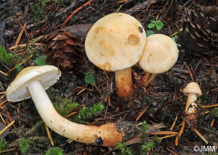 Tricholoma psammopus