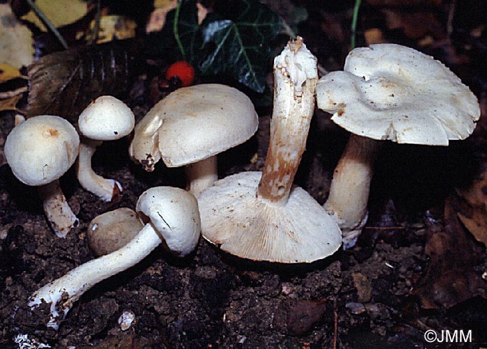 Tricholoma pseudoalbum = Tricholoma stiparophyllum