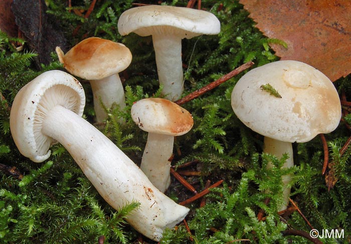 Tricholoma pseudoalbum = Tricholoma stiparophyllum