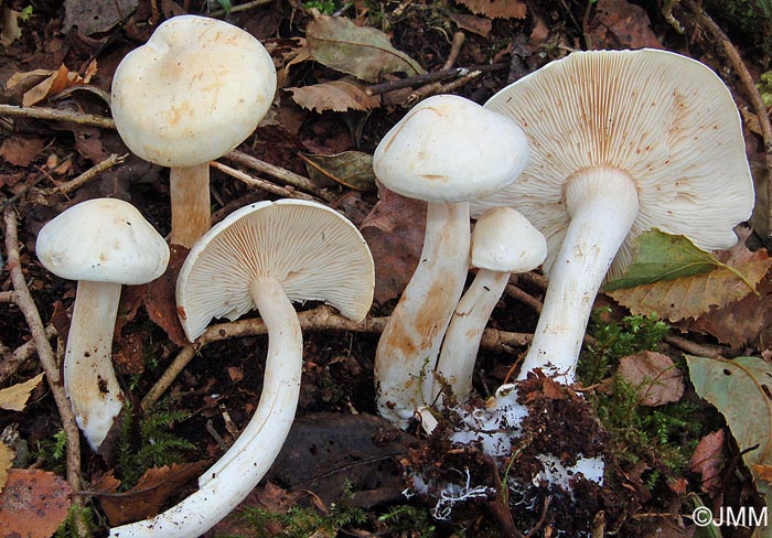 Tricholoma pseudoalbum = Tricholoma stiparophyllum