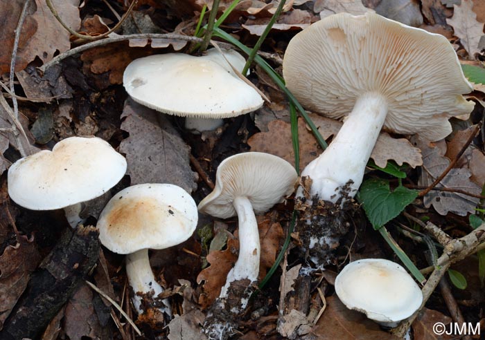 Tricholoma pseudoalbum = Tricholoma stiparophyllum