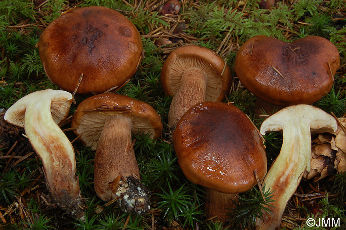 Tricholoma pseudonictitans