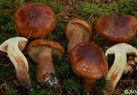 Tricholoma pseudonictitans