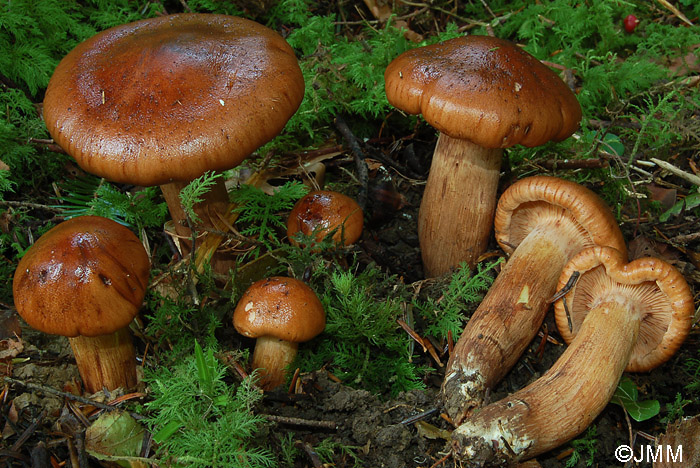 Tricholoma pseudonictitans