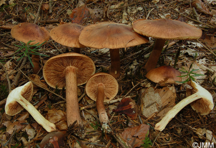 Tricholoma pseudonictitans