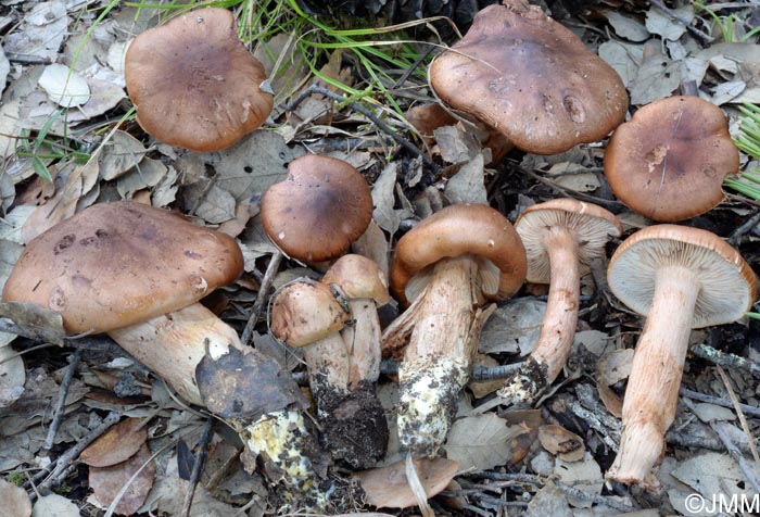 Tricholoma quercetorum