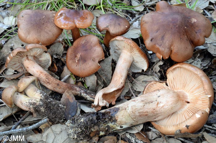 Tricholoma quercetorum