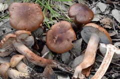 Tricholoma quercetorum