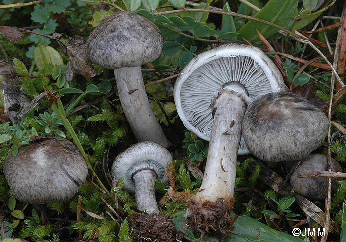 Tricholoma ramentaceum