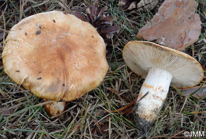 Tricholoma robustum