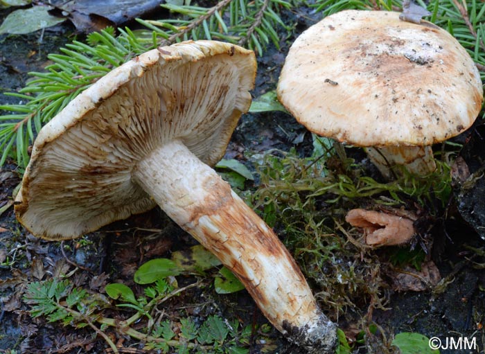 Tricholoma robustum