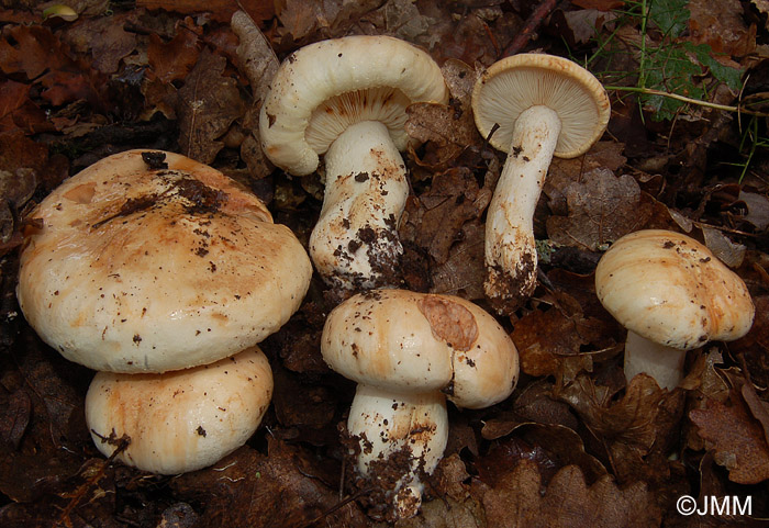 Tricholoma roseoacerbum