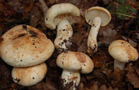 Tricholoma roseoacerbum