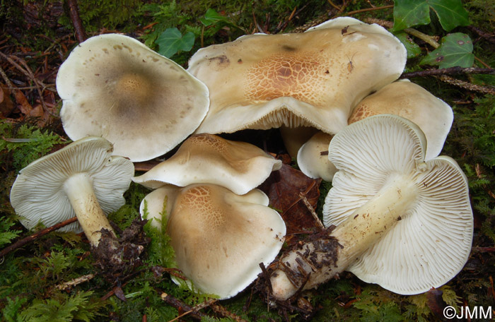 Tricholoma saponaceum 