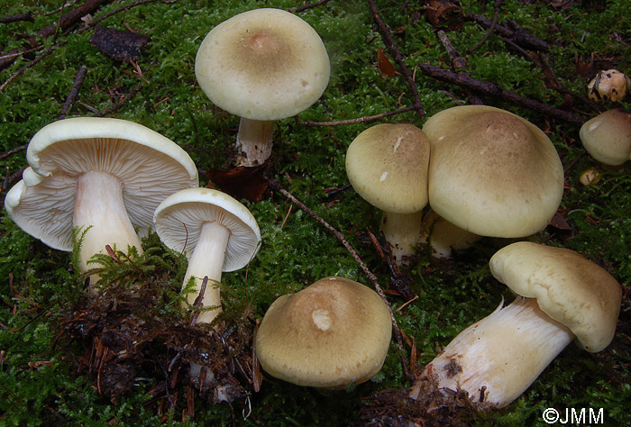 Tricholoma saponaceum