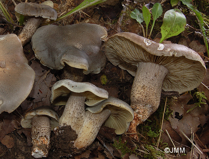 Tricholoma saponaceum f. ardosiacum