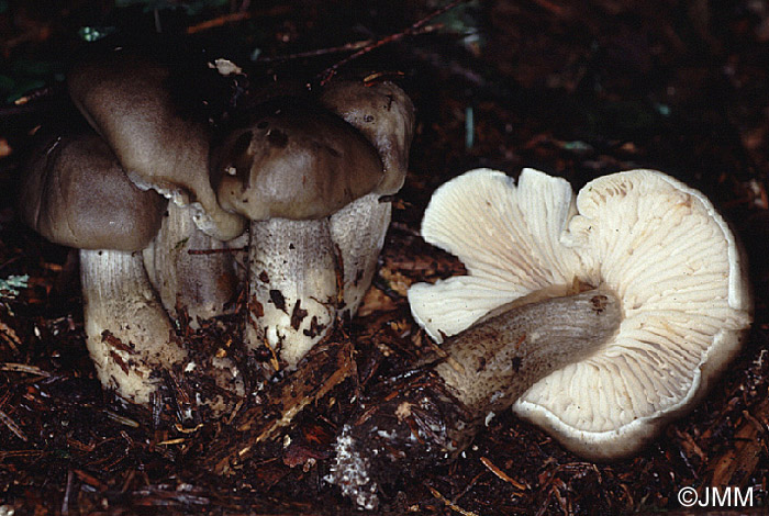 Tricholoma saponaceum f. ardosiacum
