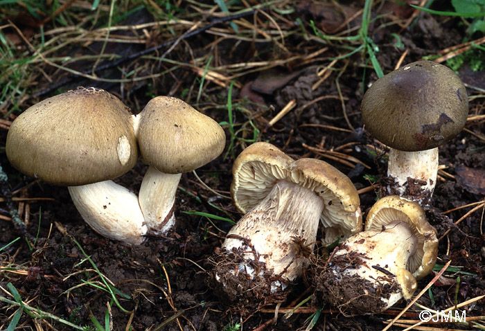 Tricholoma saponaceum var. atrovirens