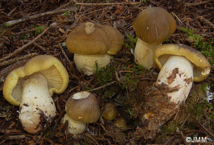 Tricholoma rapipes = Tricholoma saponaceum var. napipes