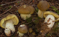 Tricholoma saponaceum var. napipes