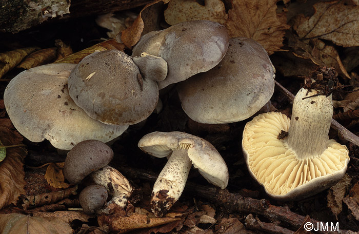 Tricholoma saponaceum var. squamosum