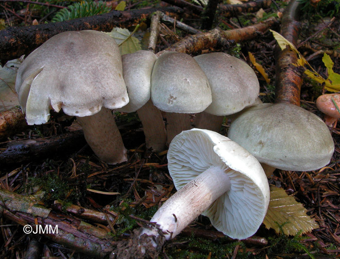 Tricholoma saponaceum var. squamosum