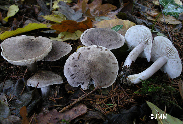 Tricholoma scalpturatum